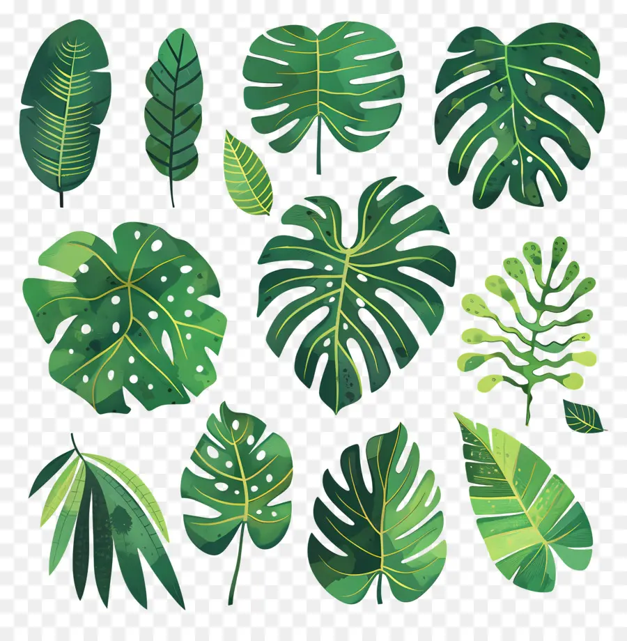 Monstera，الأوراق الإستوائية PNG