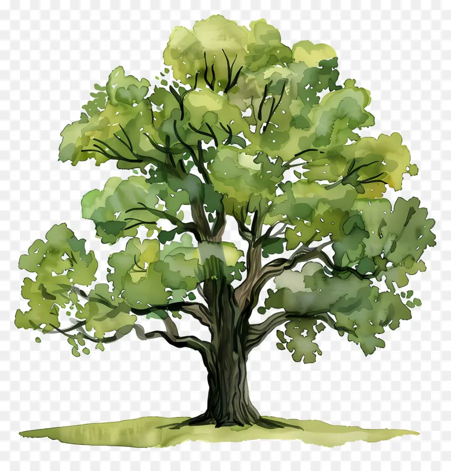 شجرة البلوط，الطبيعة PNG