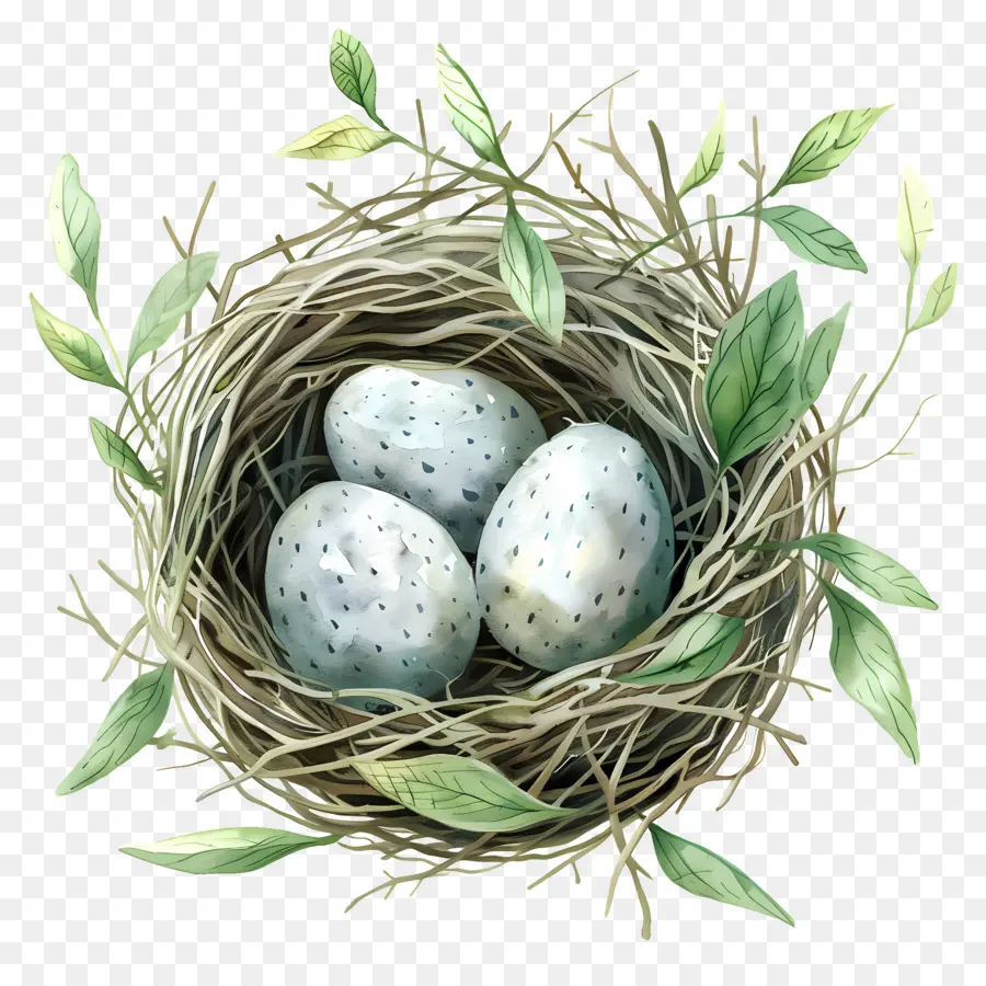 عش，بيض الطيور PNG