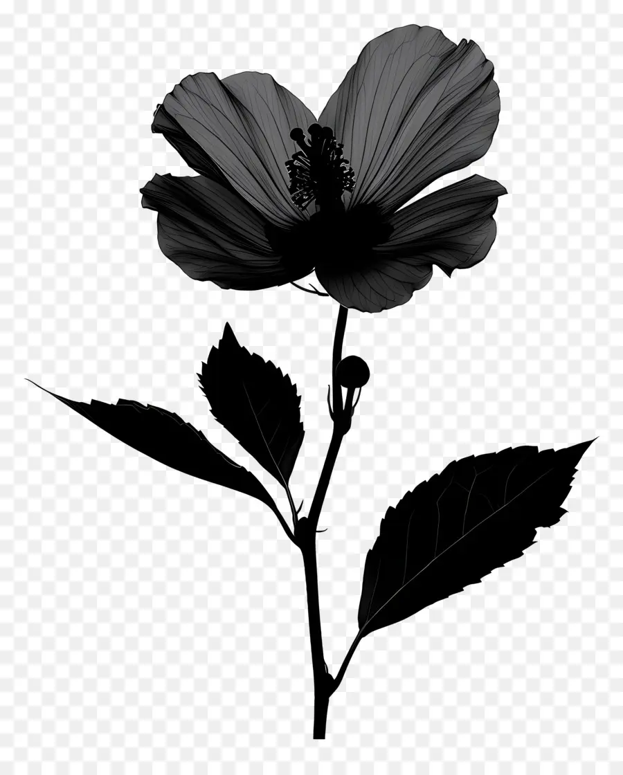 صورة ظلية زهرة，زهرة سوداء PNG