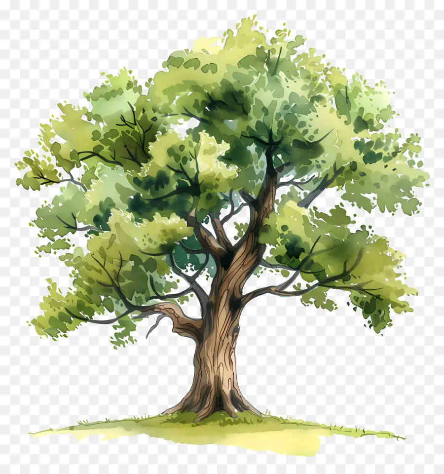شجرة البلوط，شجرة PNG