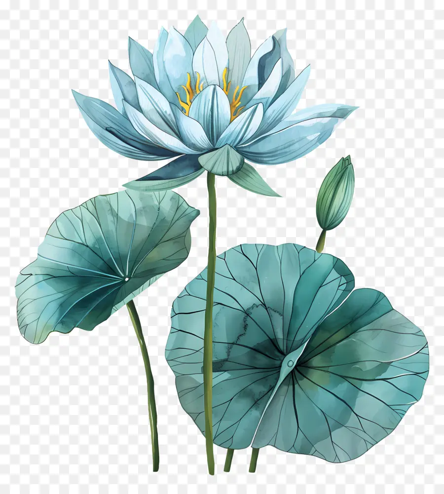 زنبق الماء，زهرة لوتس الأزرق PNG