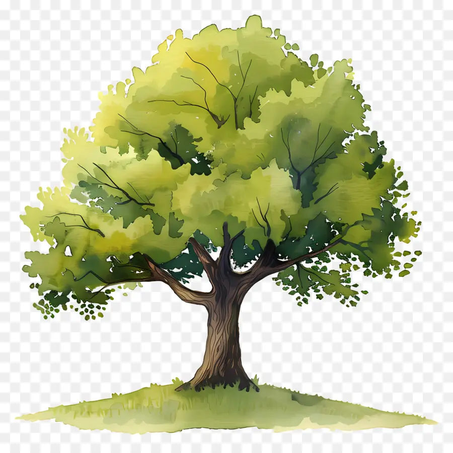 شجرة البلوط，لون شجره PNG