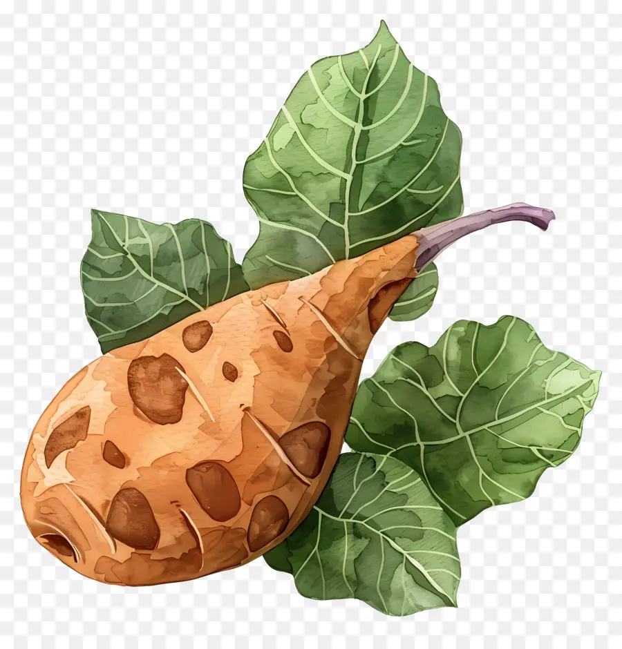 يام，نبات البطاطس PNG