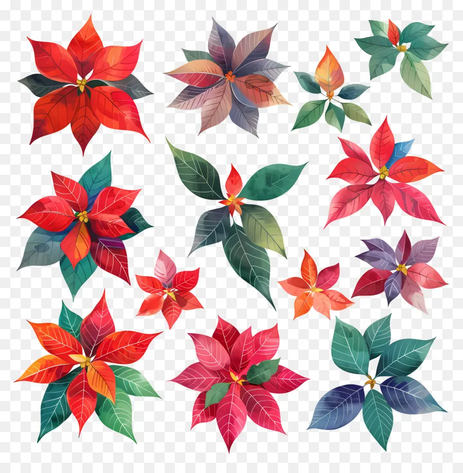 البونسيتة，زهور العطلات PNG