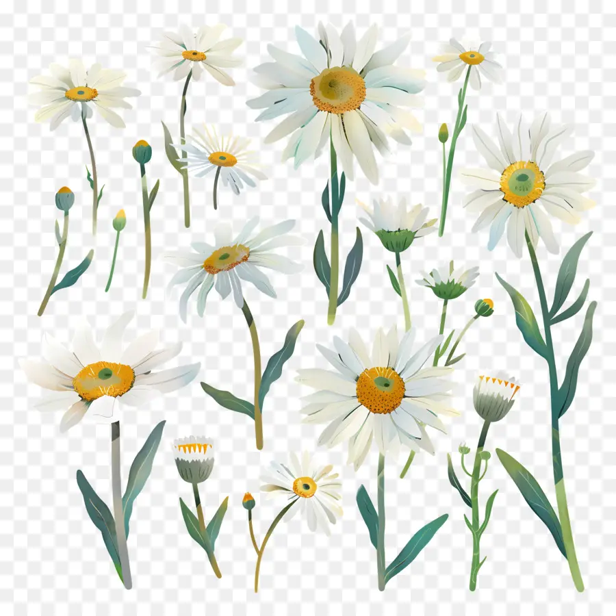ديس，زهور ديزي البيضاء PNG