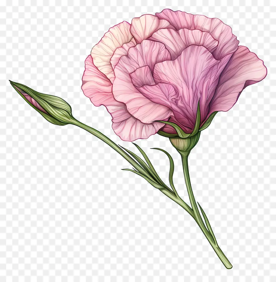 زهرة يوستوما，زهرة الوردي PNG