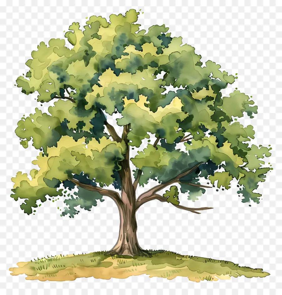 شجرة البلوط，شجرة اللوحة PNG