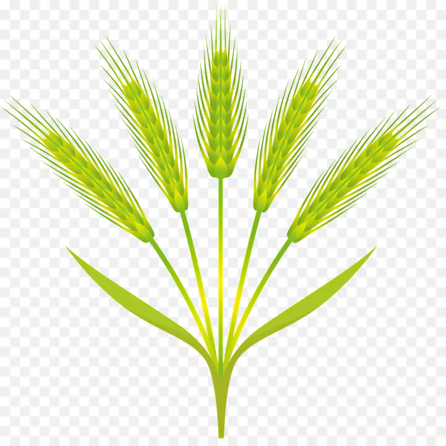 القمح，نبات الشعير الأخضر PNG