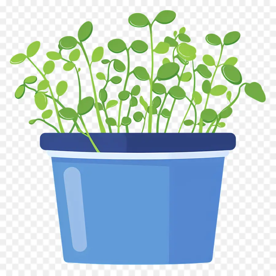 وعاء من Microgreens，وعاء أزرق PNG