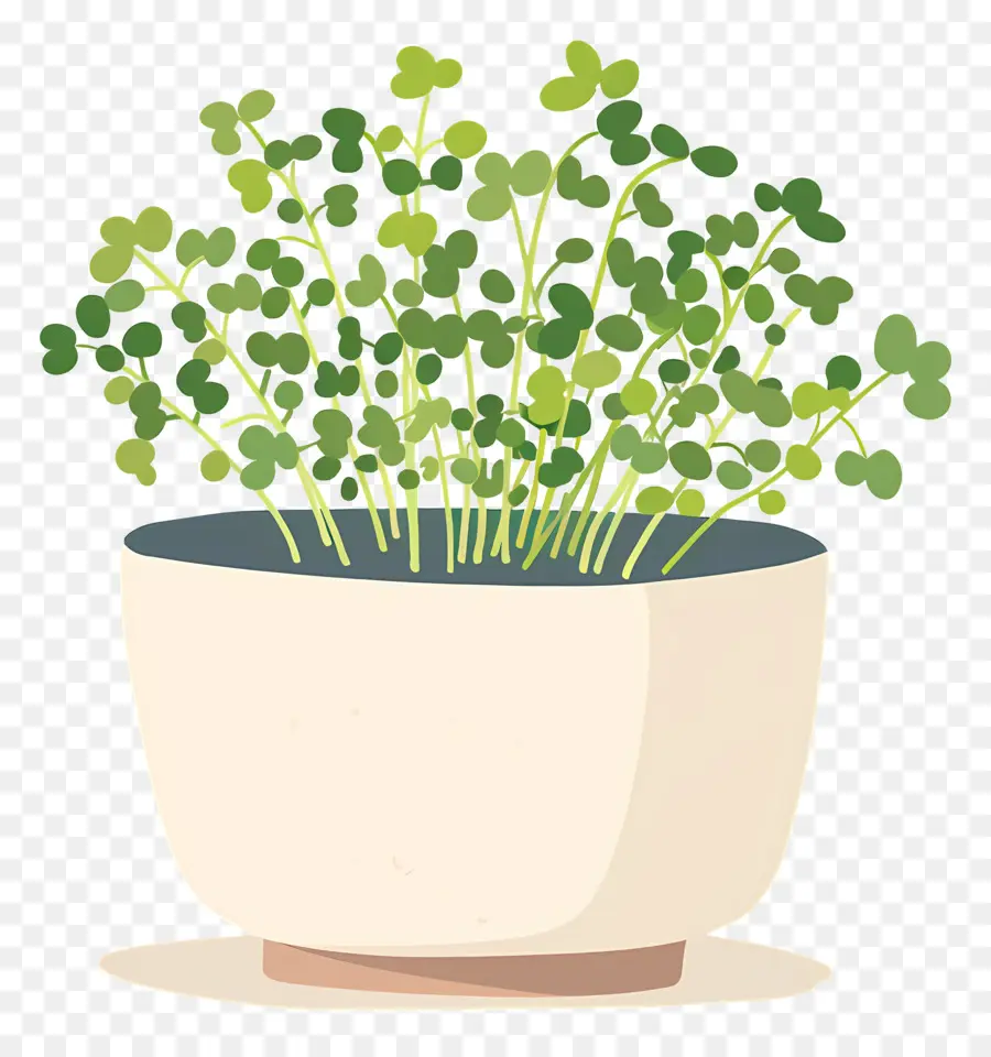 وعاء من Microgreens，محفوظ بوعاء النباتات PNG