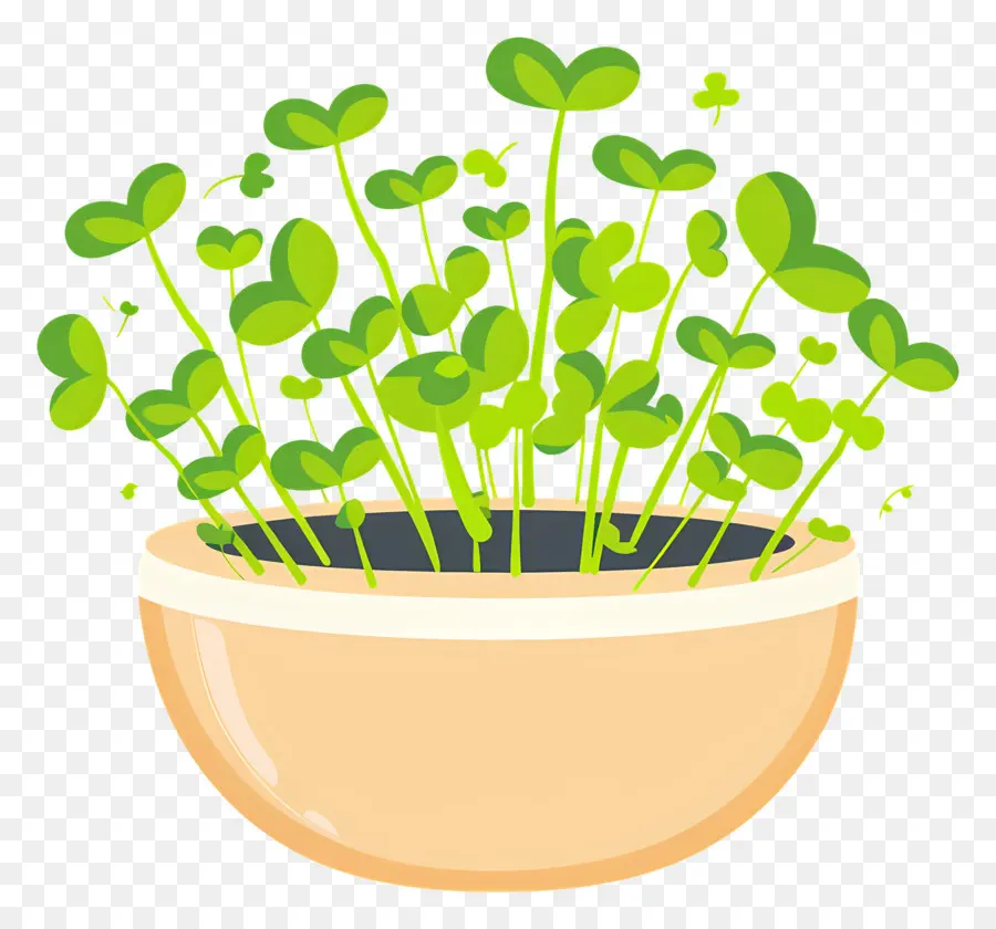 وعاء من Microgreens，الشتلات PNG