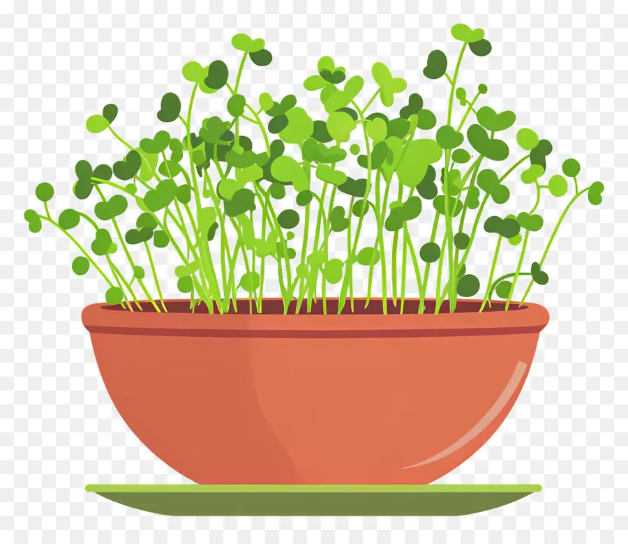 وعاء من Microgreens，نمو النبات PNG