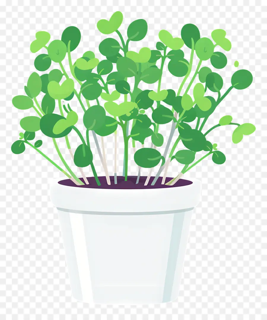 وعاء من Microgreens，ل Houseplant PNG