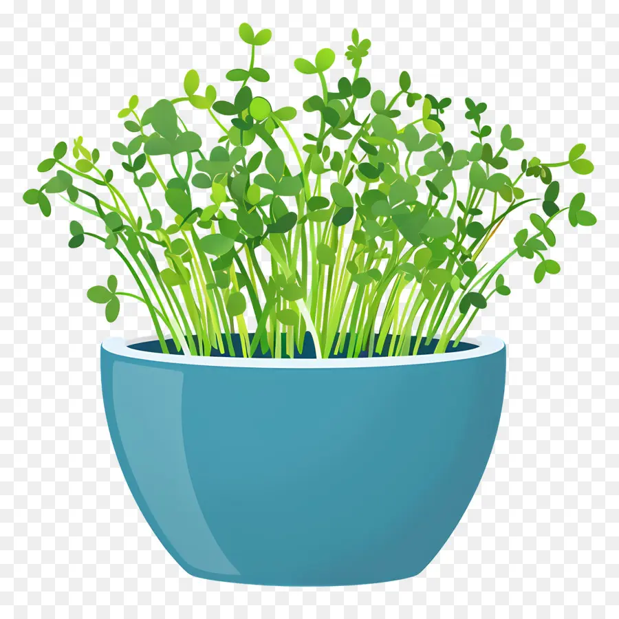 وعاء من Microgreens，وعاء أزرق PNG