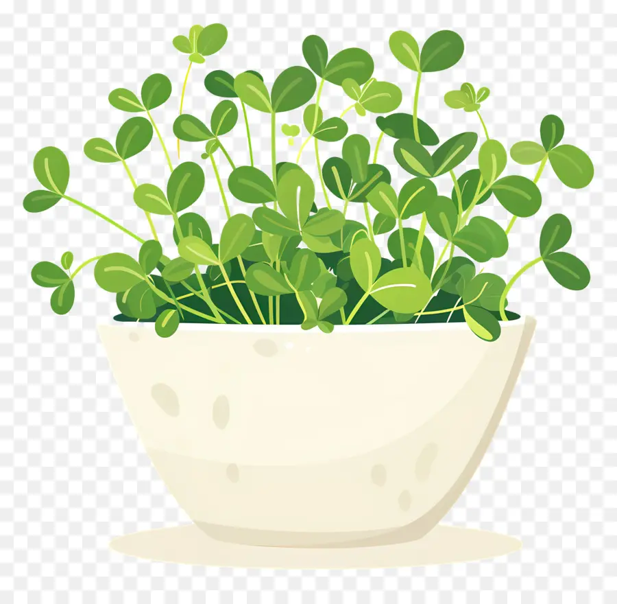 وعاء من Microgreens，براعم PNG