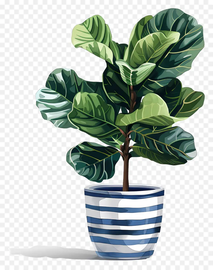 Ficus Lyrata，نبات السرخس PNG