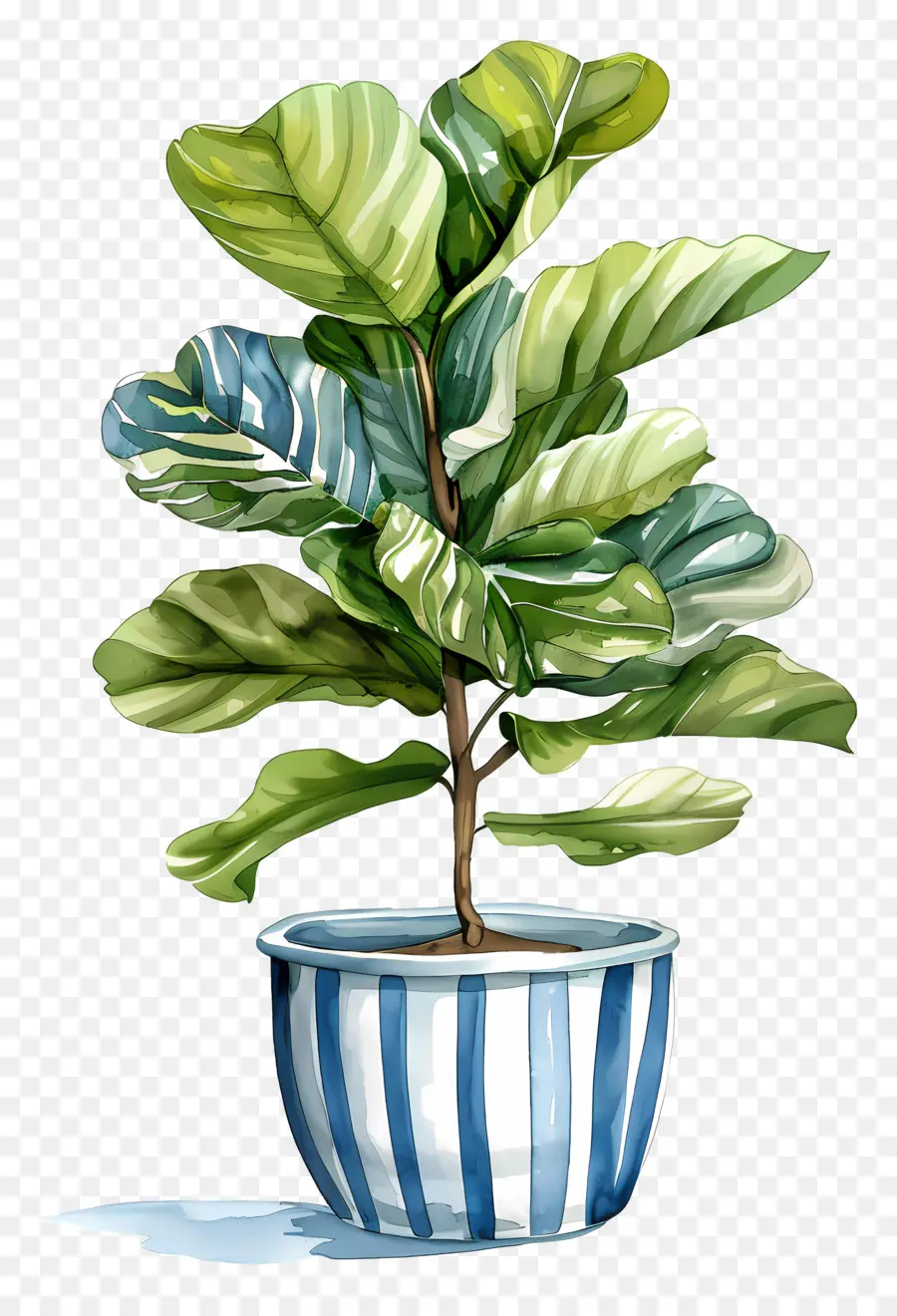 Ficus Lyrata，نبات السرخس PNG