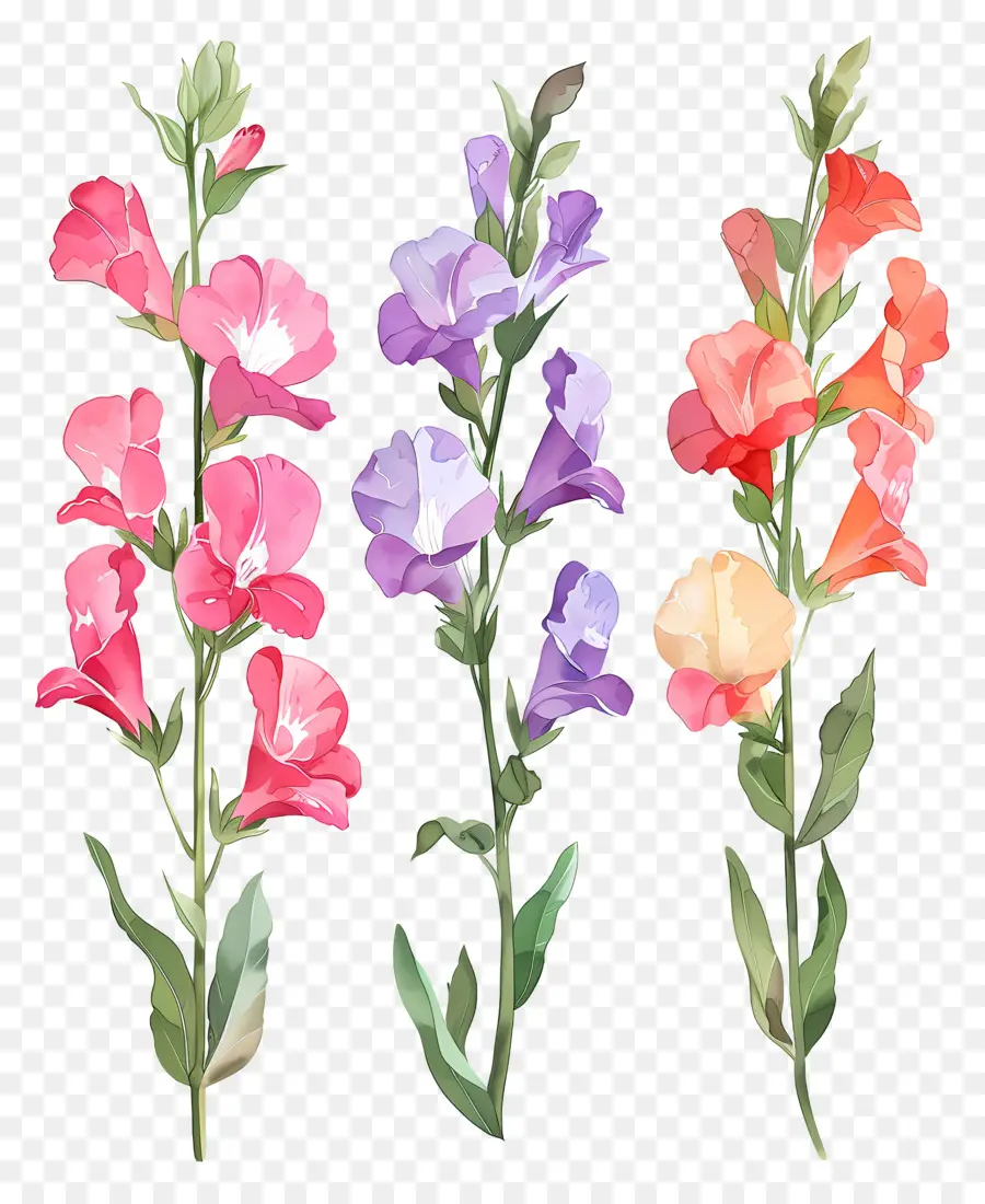 زهور Snapdragon，الزهور PNG