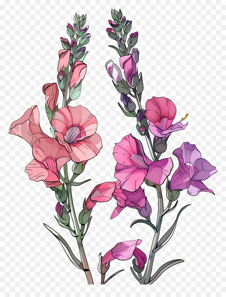 زهور Snapdragon，الزهور الملونة PNG