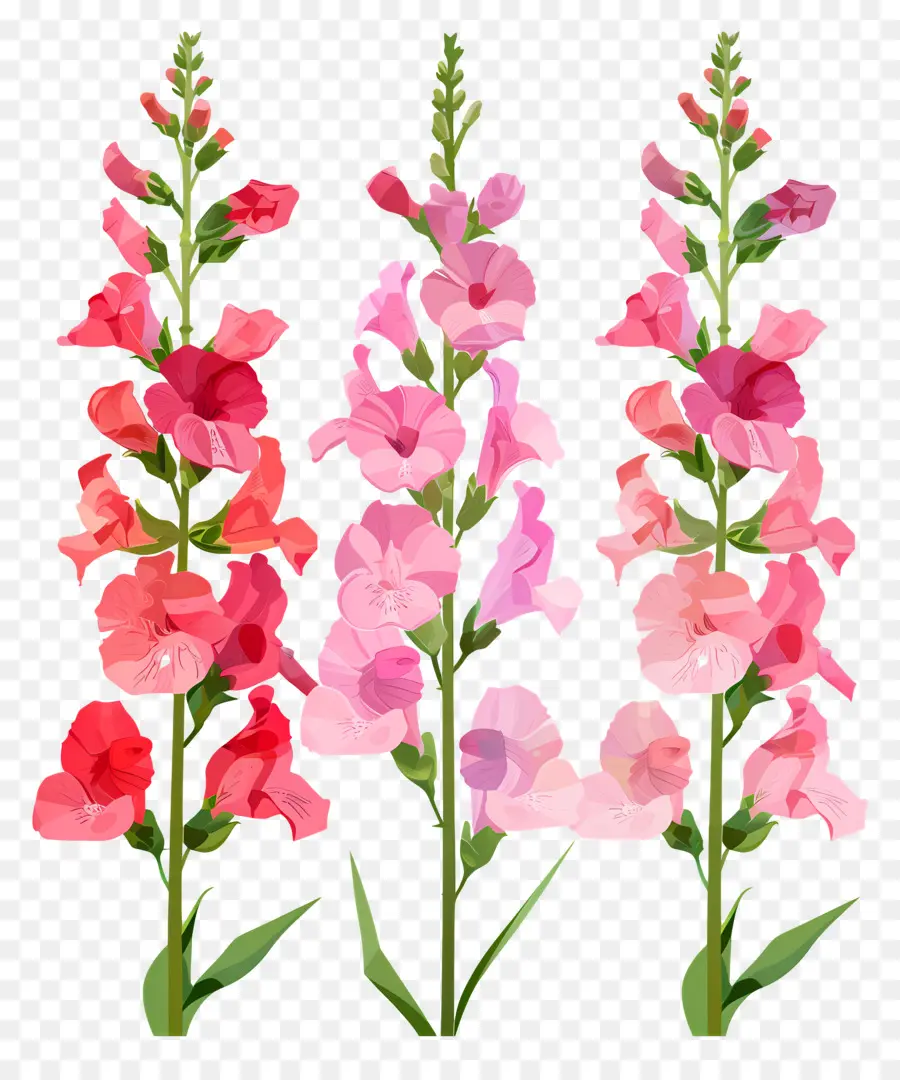 زهور Snapdragon，الزهور الملونة PNG