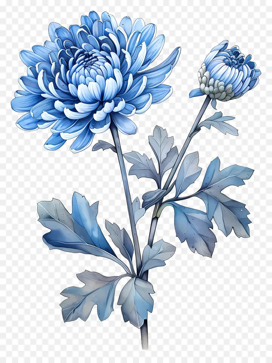 Blue Chrysanthemum，الجذعية PNG