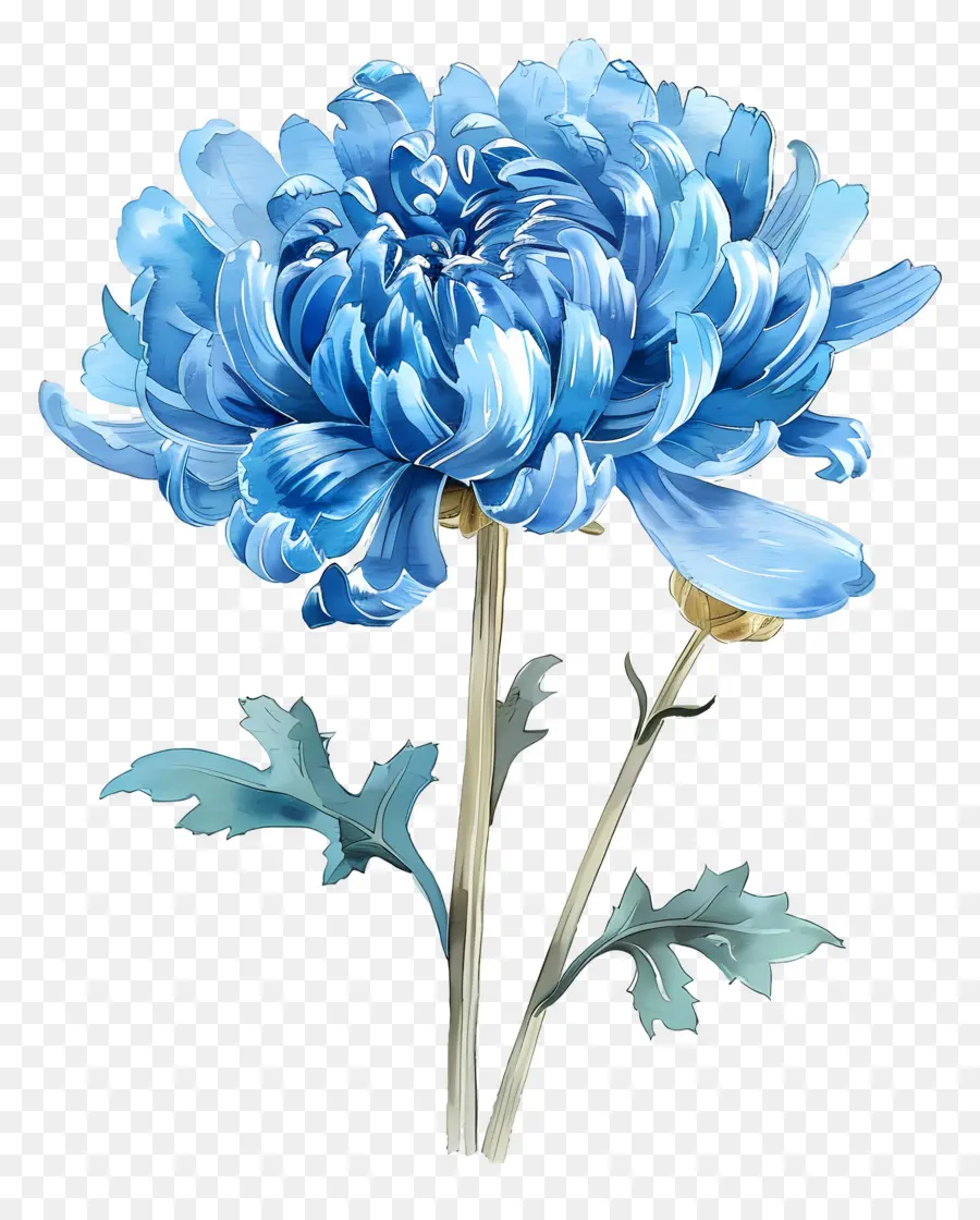 Blue Chrysanthemum，الزهرة الزرقاء PNG