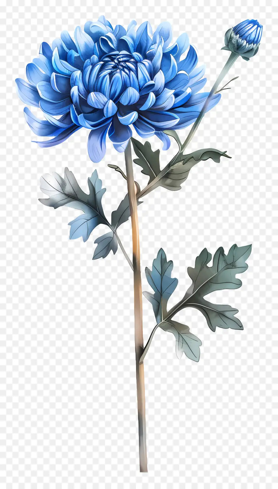 Blue Chrysanthemum，بتلات PNG