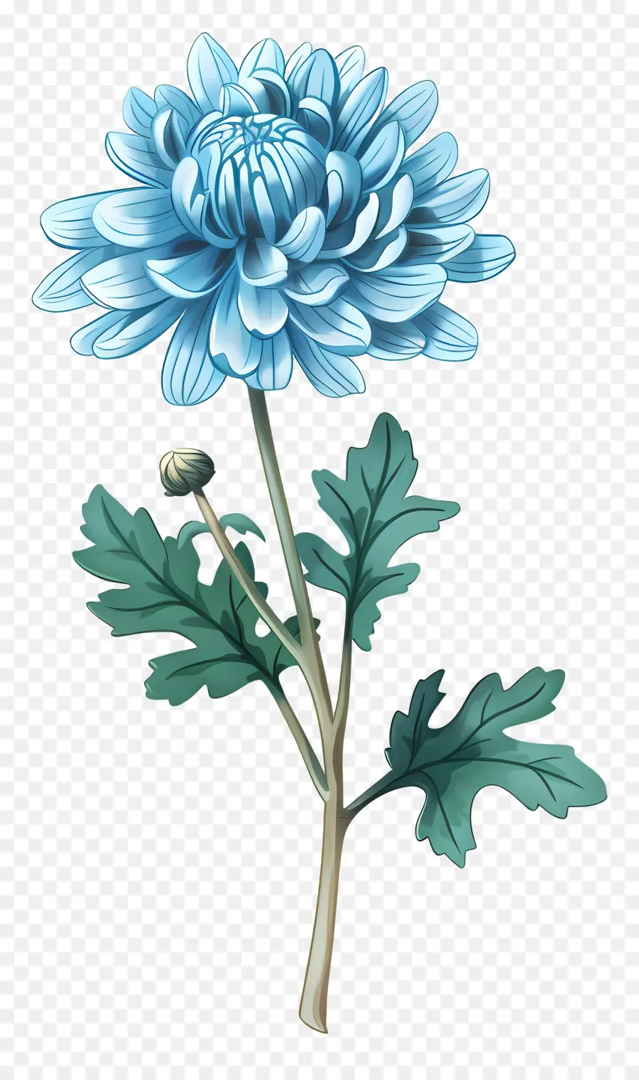 Blue Chrysanthemum，بتلات PNG