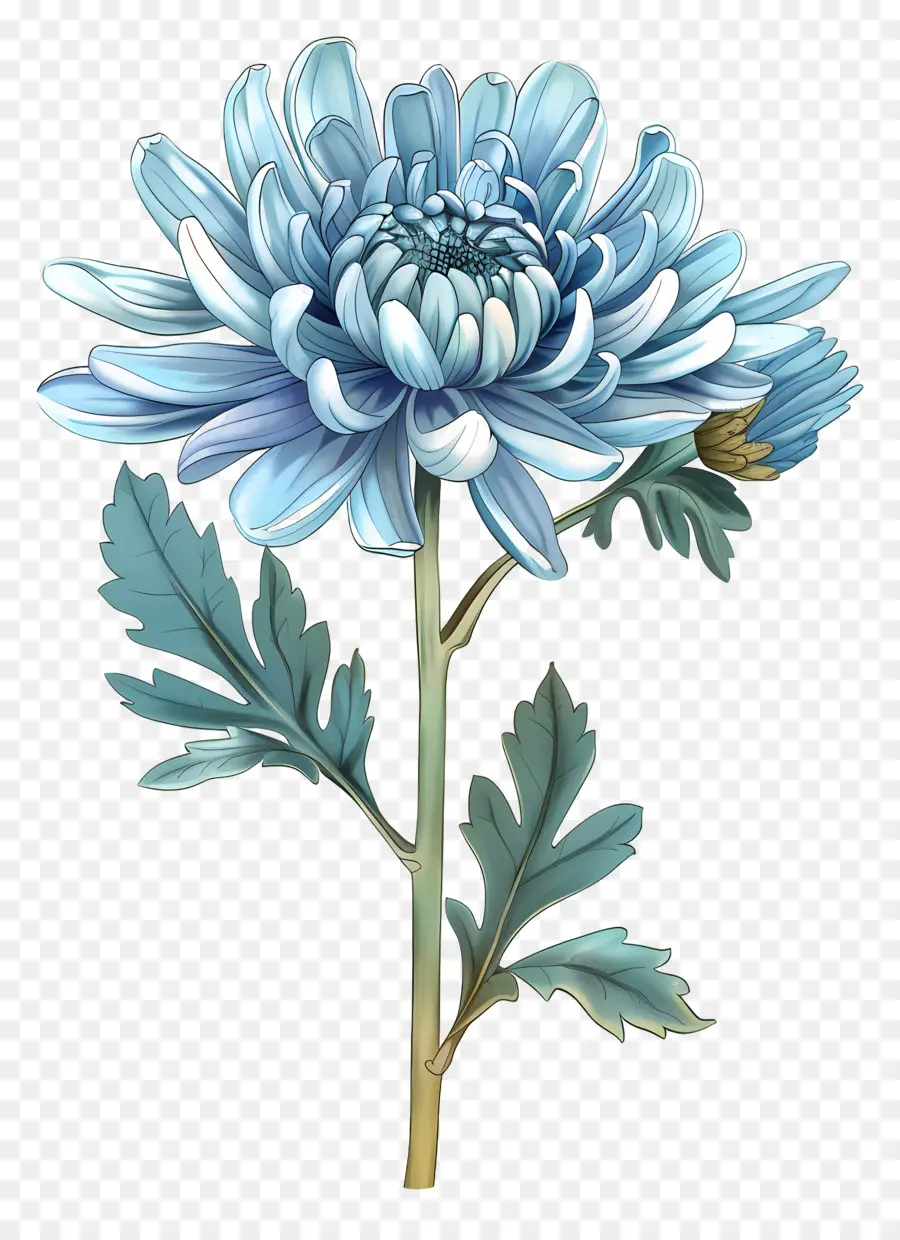 Blue Chrysanthemum，الجذعية PNG