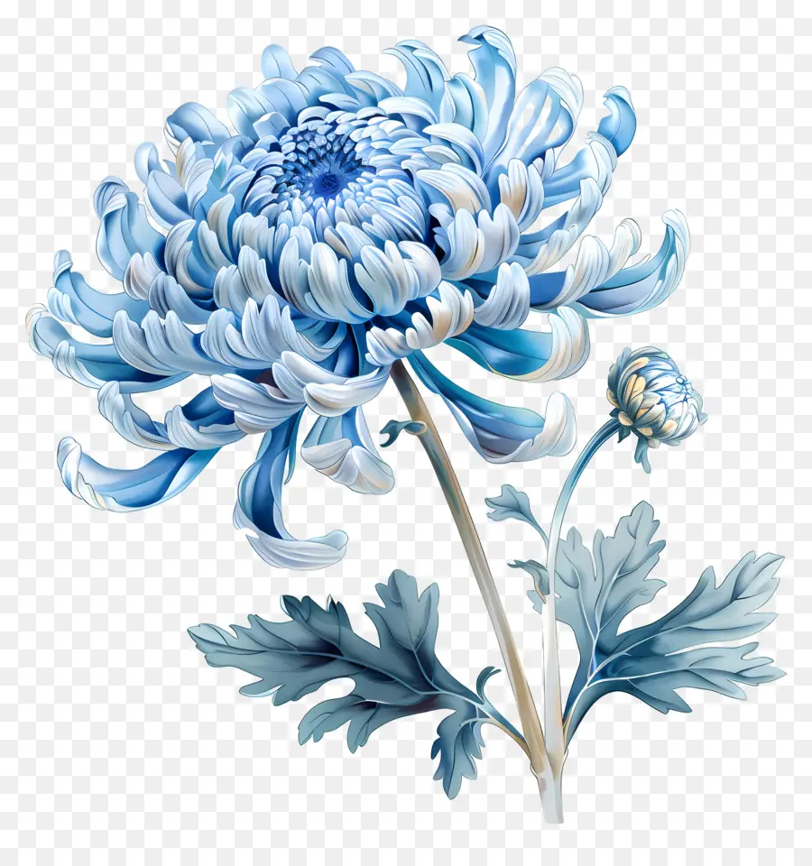 Blue Chrysanthemum，الجذعية PNG