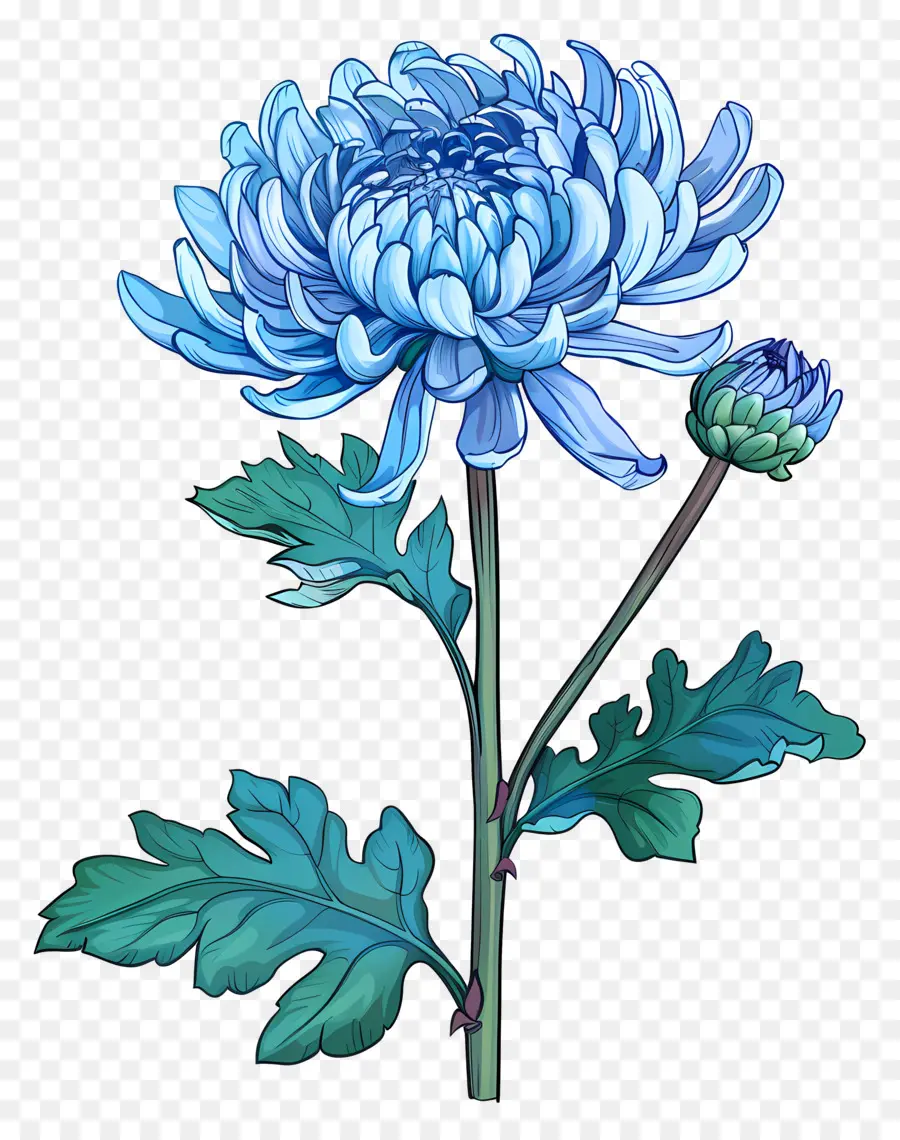 Blue Chrysanthemum，الجذعية PNG