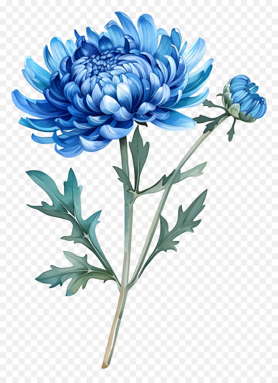 Blue Chrysanthemum，الجذعية PNG