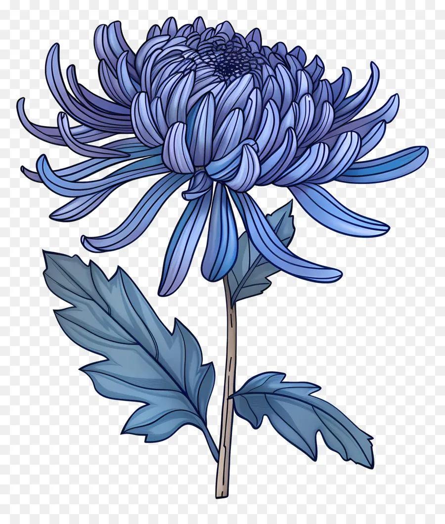 Blue Chrysanthemum，الجذعية PNG