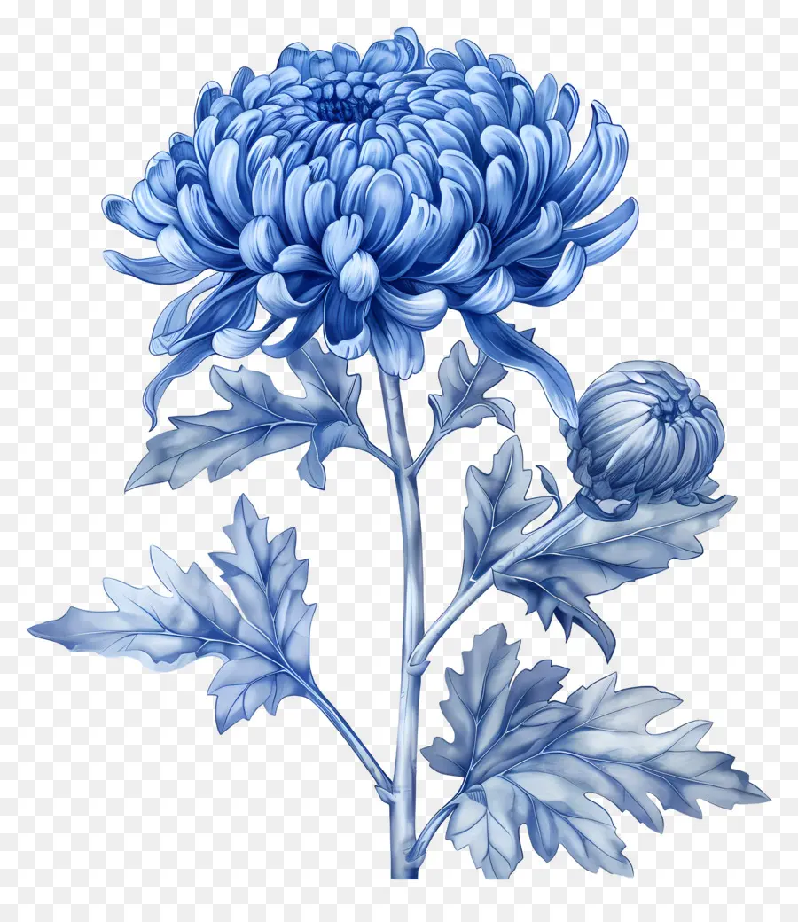 Blue Chrysanthemum，الجذعية PNG