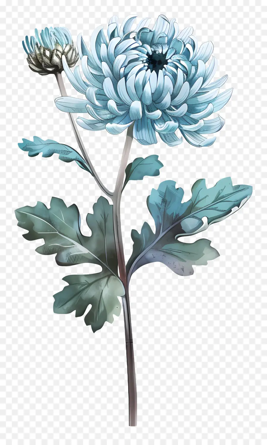 Blue Chrysanthemum，الجذعية PNG