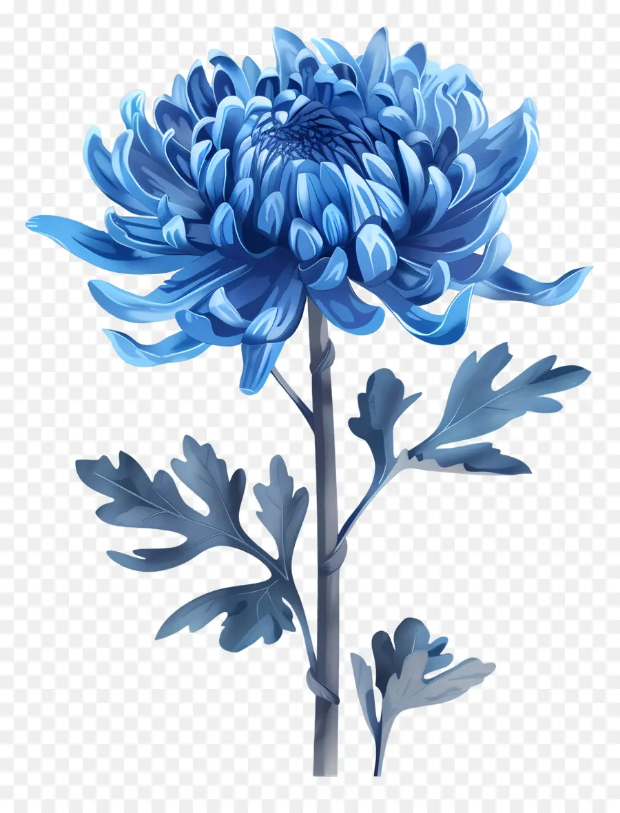 Blue Chrysanthemum，الجذعية PNG