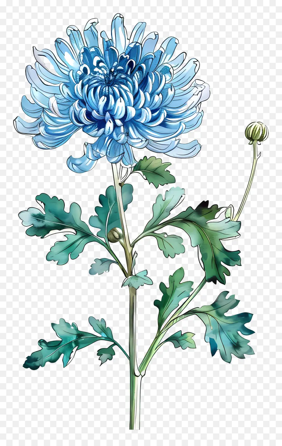 Blue Chrysanthemum，الجذعية PNG