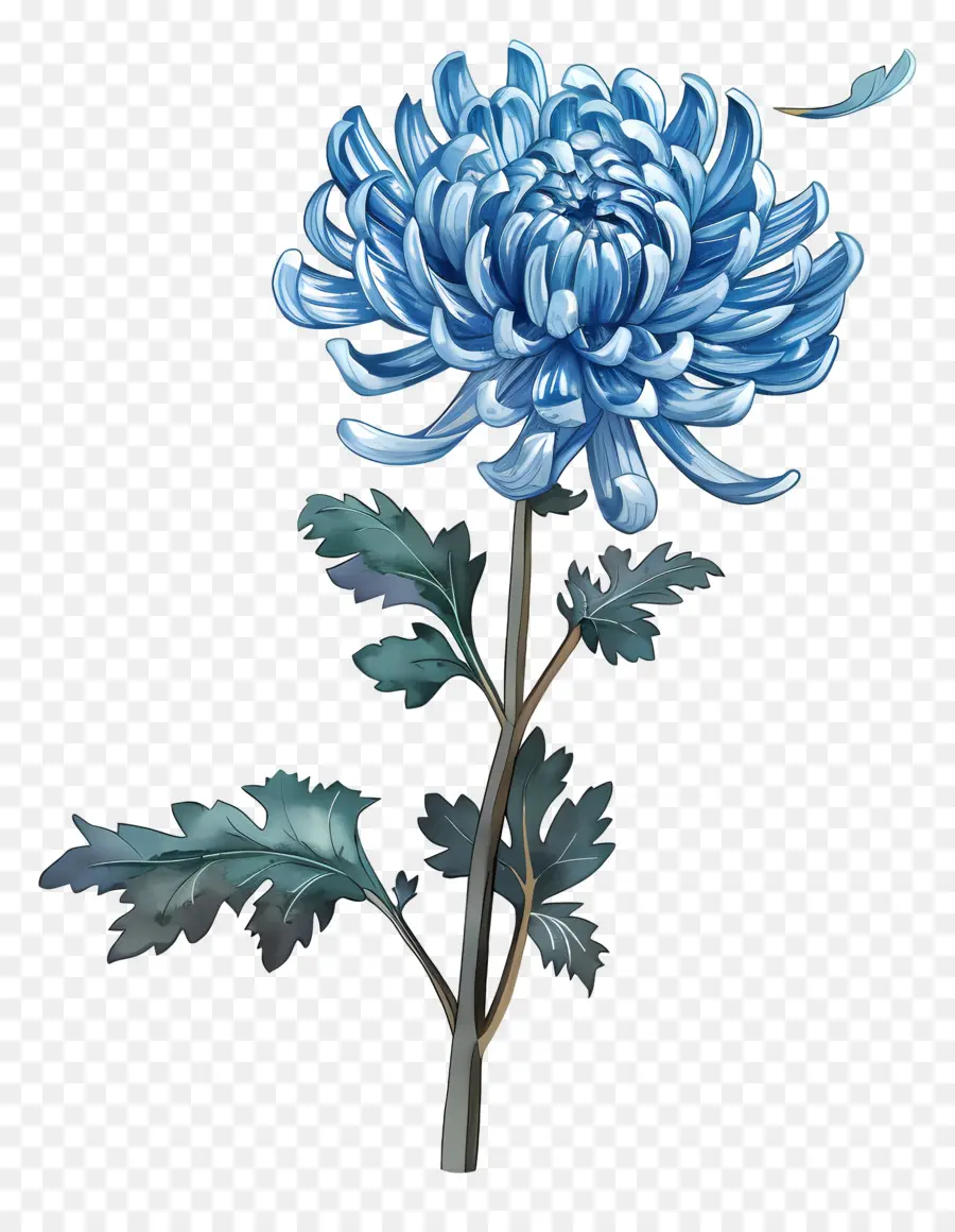 Blue Chrysanthemum，الجذعية PNG